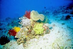 Little reef at sabang bay Taken at a driftdive TTl flash ... by Richard Ten Brinke 